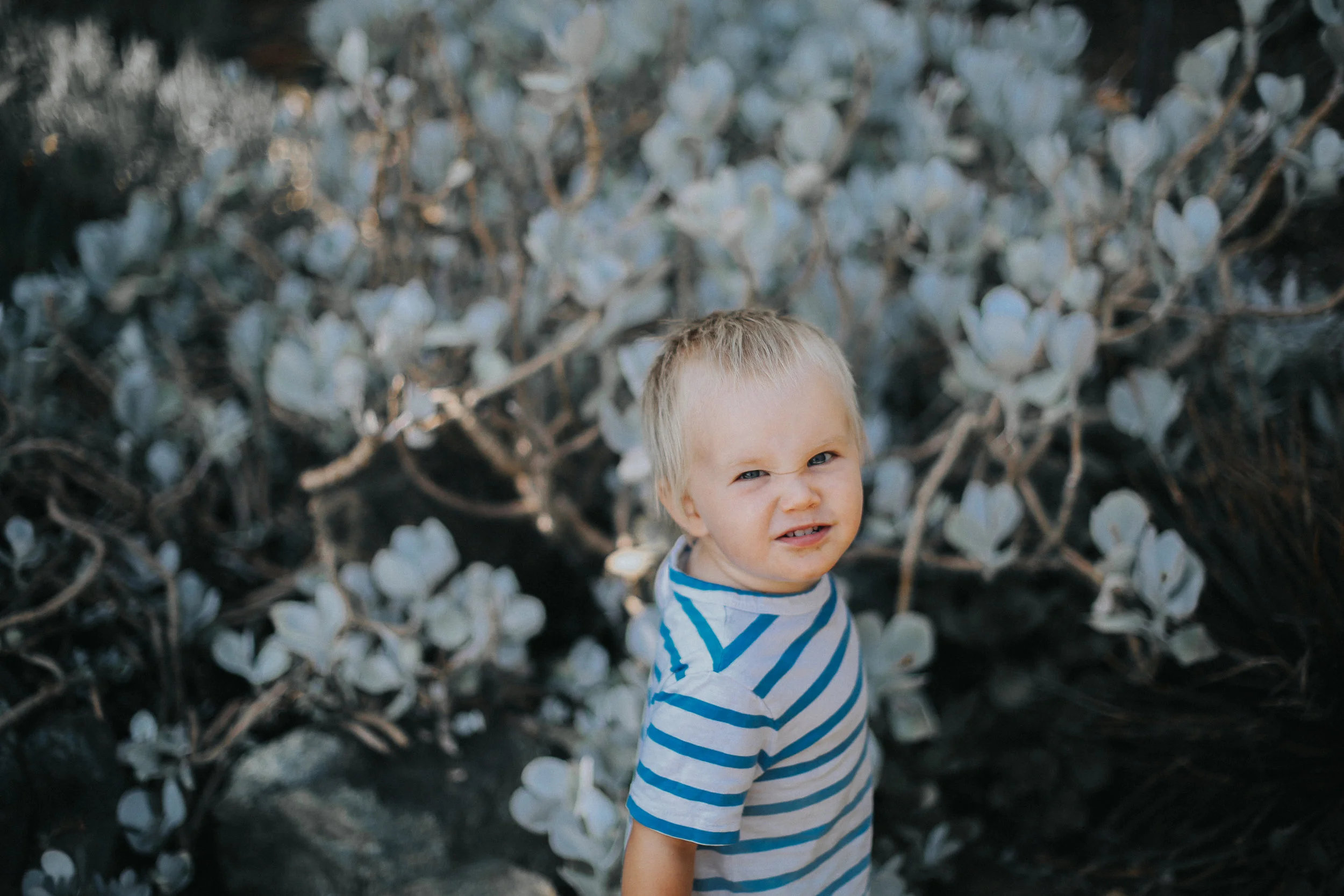 Cactus Garden in Stanford, CA