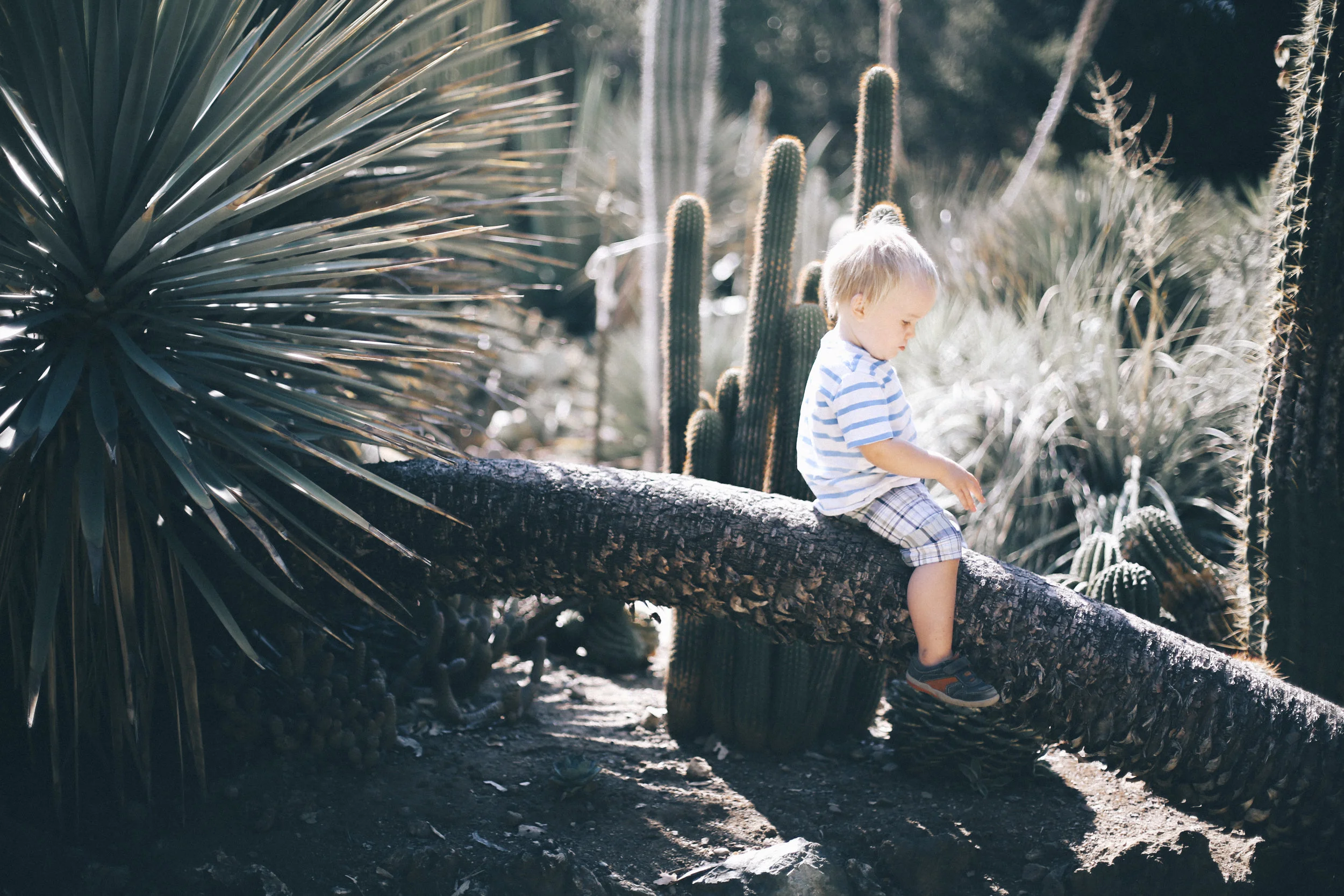 Cactus Garden in Stanford, CA