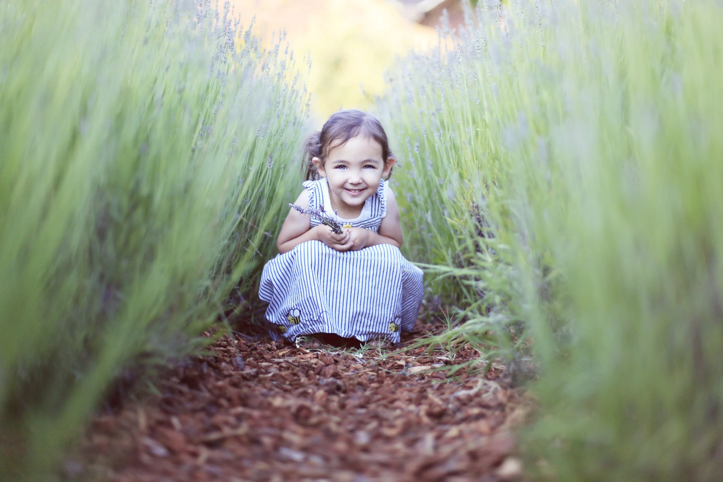 Lavender Photo Sessions July 1st